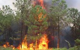 Cảnh báo cháy rừng tại 18 địa phương